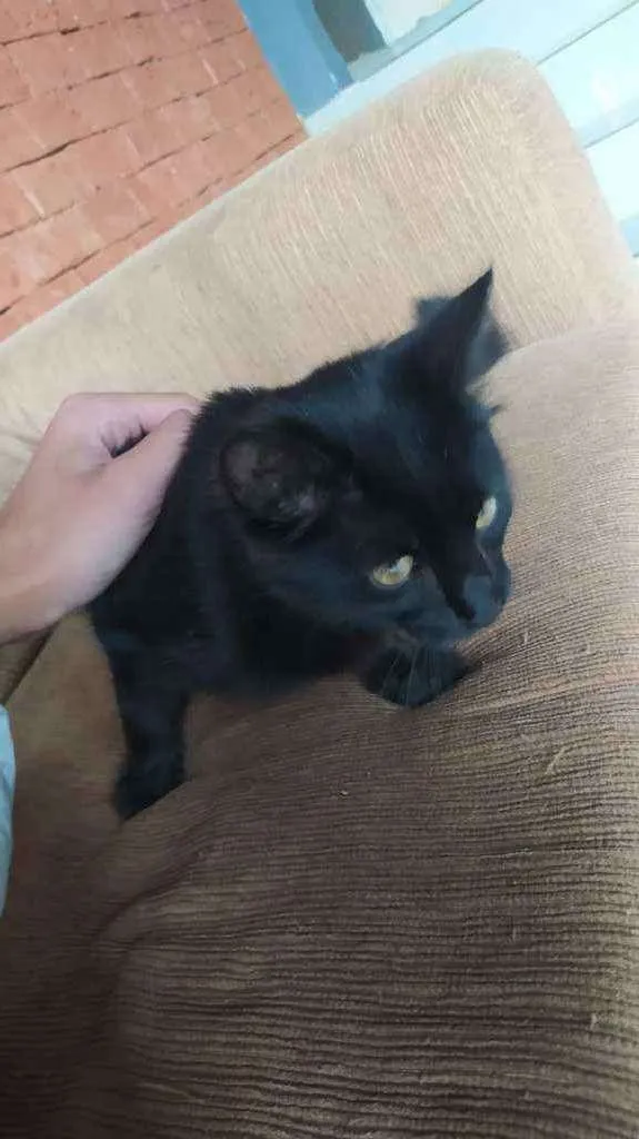 Gato ra a Gato idade 2 a 6 meses nome Black