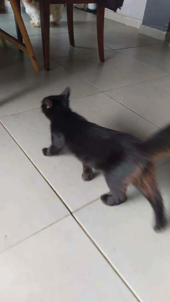 Gato ra a Gato idade 2 a 6 meses nome Black