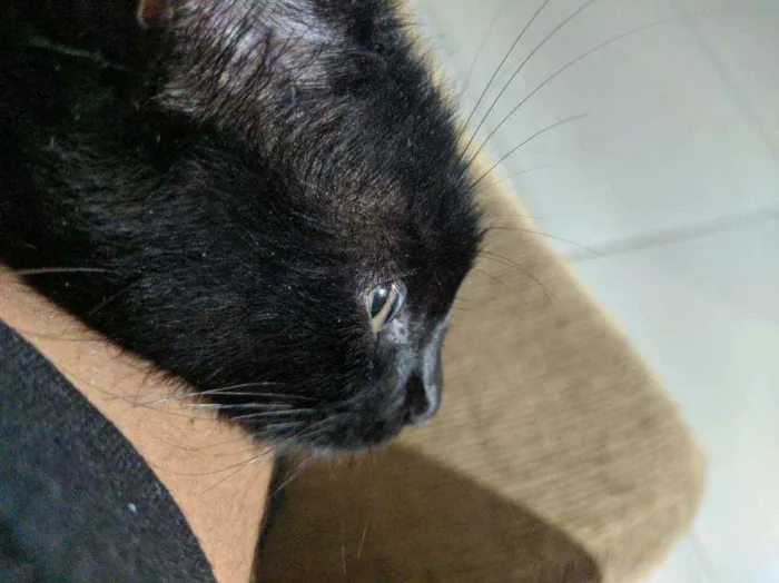 Gato ra a Gato idade 2 a 6 meses nome Black