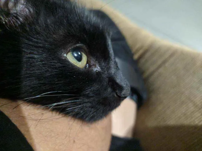 Gato ra a Gato idade 2 a 6 meses nome Black