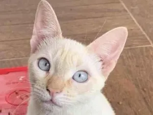 Gato raça Mestiço  idade 2 a 6 meses nome Floquinho 