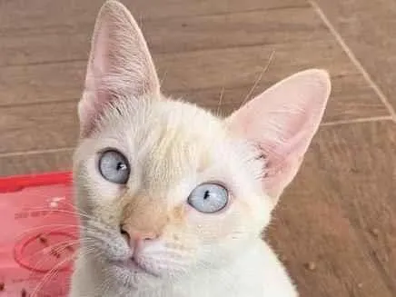 Gato ra a Mestiço  idade 2 a 6 meses nome Floquinho 