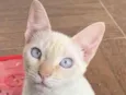 Floquinho