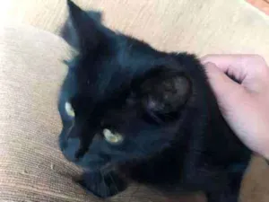 Gato raça Gato idade 2 a 6 meses nome Black