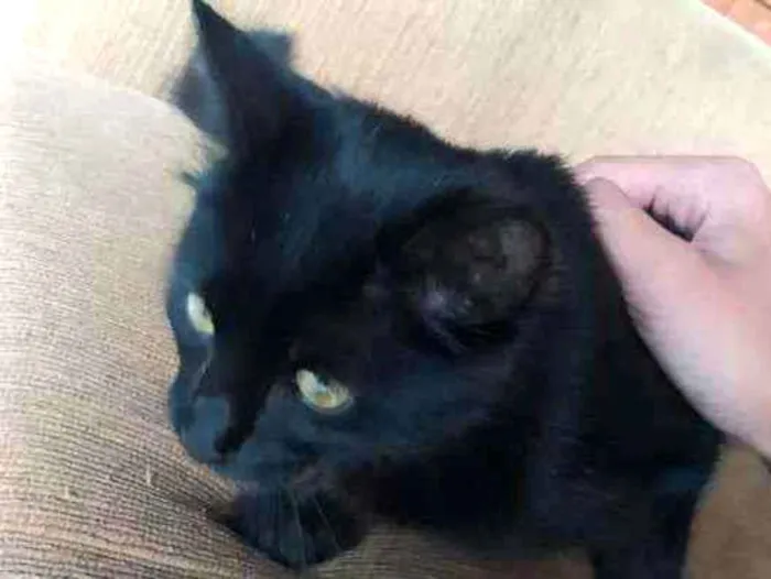 Gato ra a Gato idade 2 a 6 meses nome Black