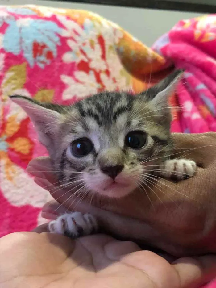 Gato ra a  idade Abaixo de 2 meses nome Filhotes de gatinhos