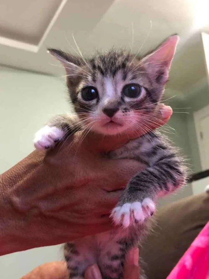 Gato ra a  idade Abaixo de 2 meses nome Filhotes de gatinhos