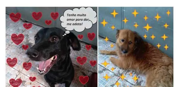 Cachorro raça SRD idade 4 anos nome Bebel e Nego Lindo