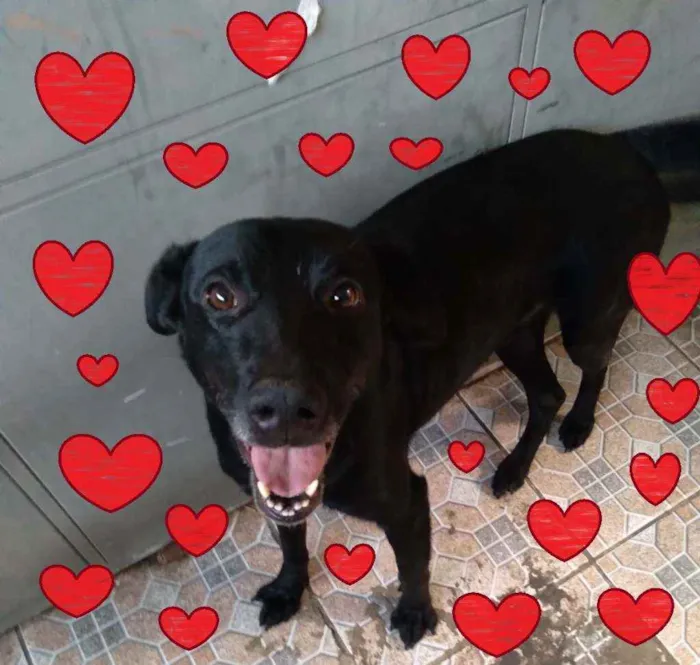 Cachorro raça SRD idade 4 anos nome Bebel e Nego Lindo