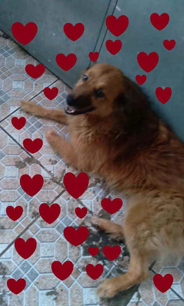 Cachorro ra a SRD idade 4 anos nome Bebel e Negão