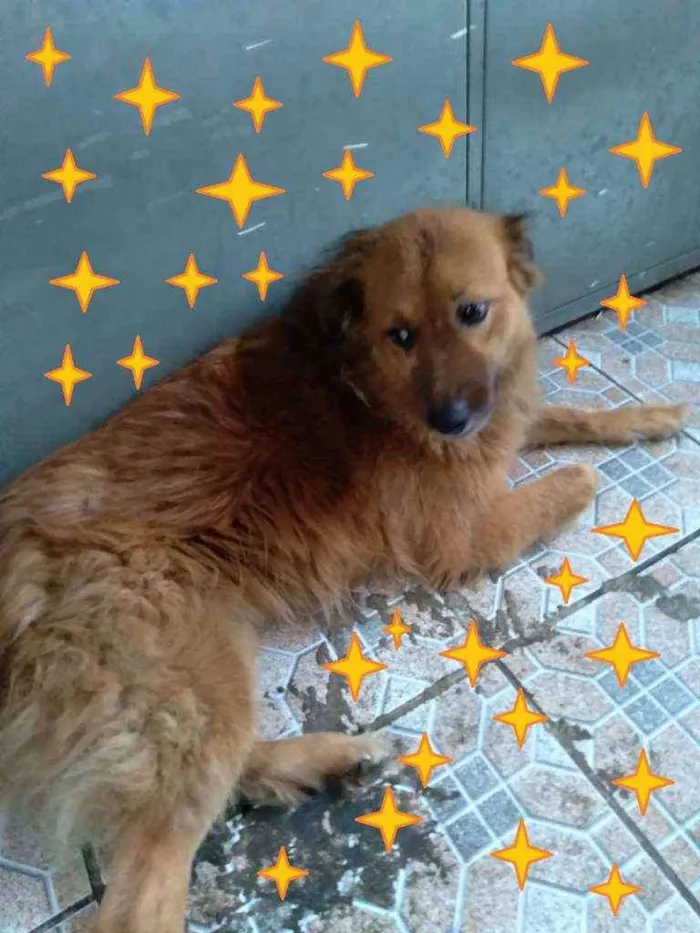 Cachorro ra a SRD idade 4 anos nome Bebel e Negão