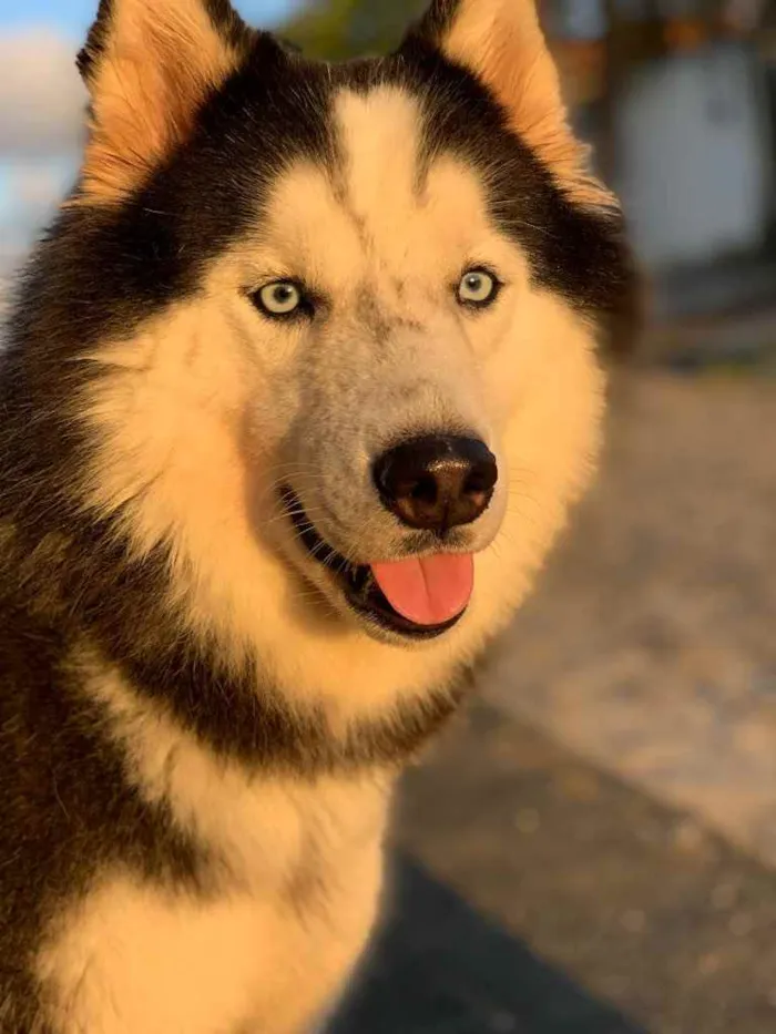 Cachorro raça Husky siberiano  idade 3 anos nome Lunna