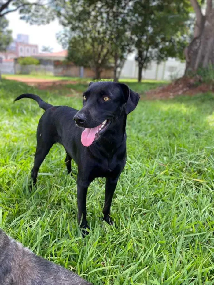 Cachorro ra a Vira lata idade 2 anos nome Pantera