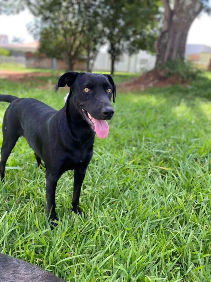 Cachorro ra a Vira lata idade 2 anos nome Pantera