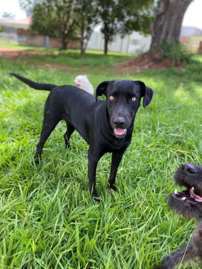 Cachorro ra a Vira lata idade 2 anos nome Pantera