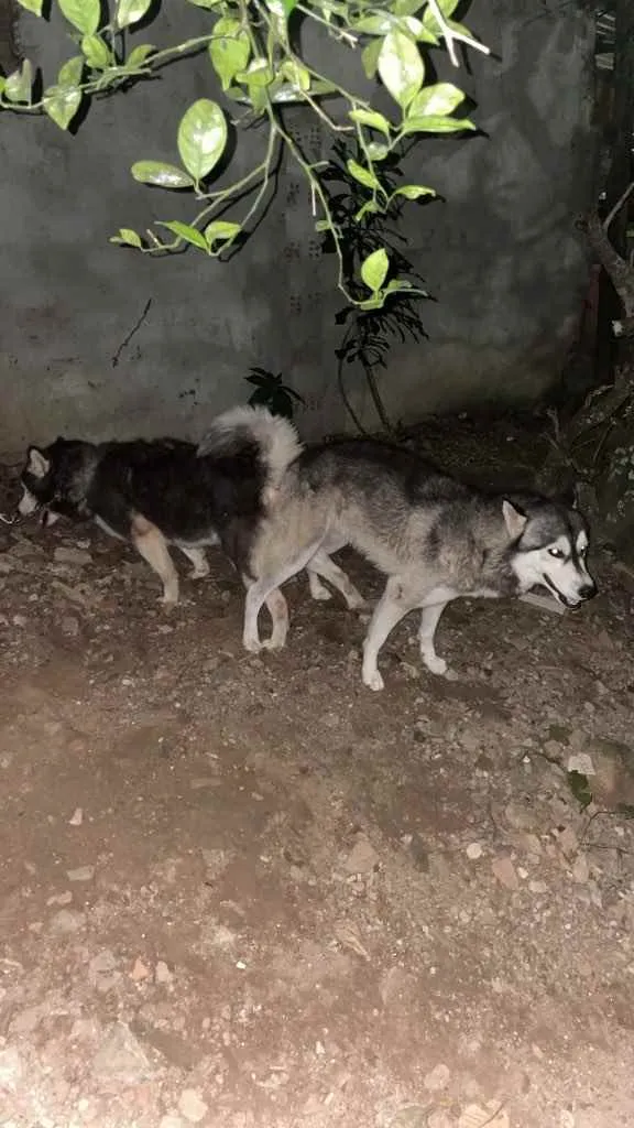 Cachorro raça Husky siberiano  idade 3 anos nome Lunna