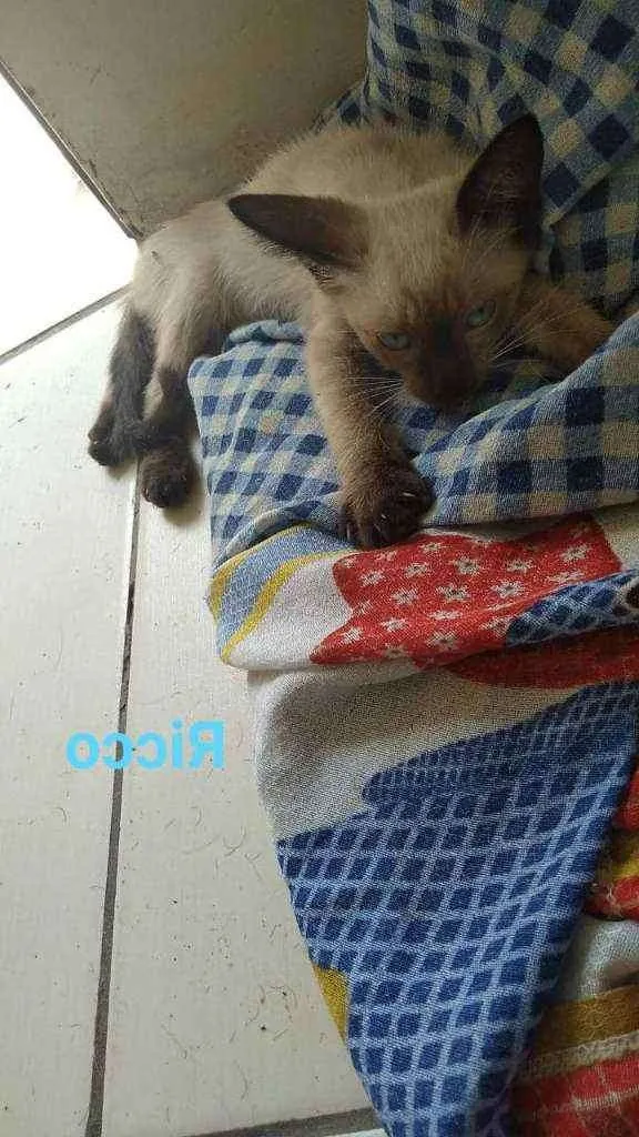 Gato ra a SRD idade 2 a 6 meses nome Ricco