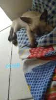 Ricco