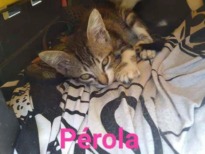 Gato ra a SRD idade 2 a 6 meses nome Pérola 