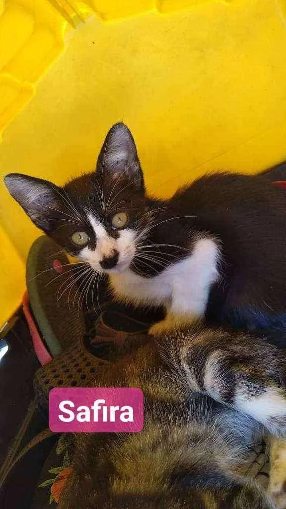 Gato ra a SRD idade 2 a 6 meses nome Safira