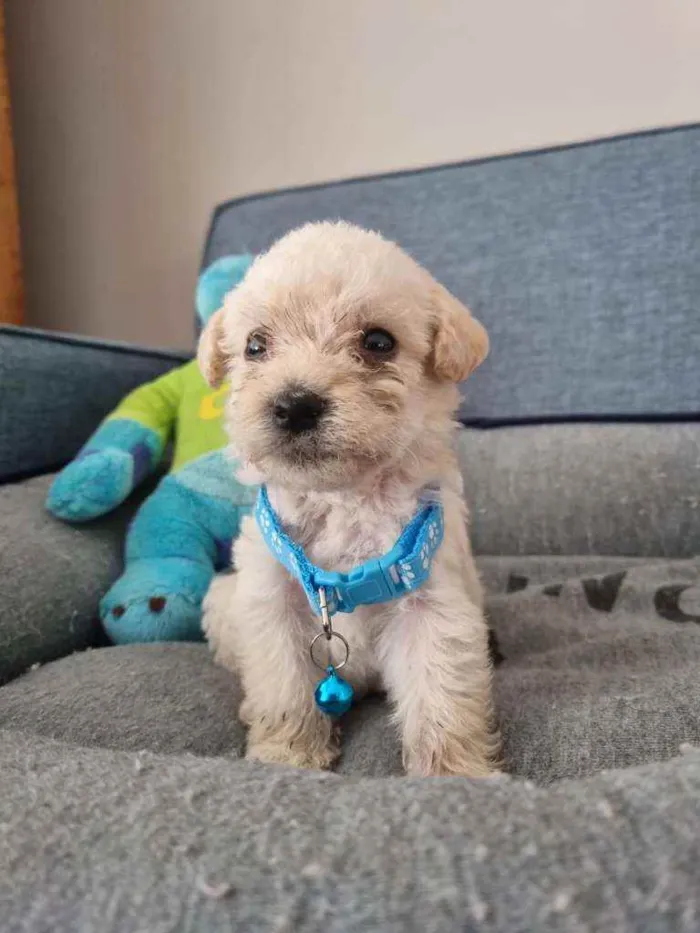 Cachorro raça SRD  idade Abaixo de 2 meses nome Jack 