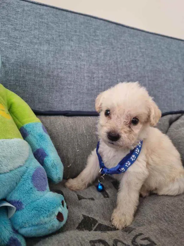 Cachorro raça SRD  idade Abaixo de 2 meses nome Tony 