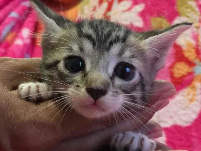 Gato ra a  idade Abaixo de 2 meses nome Filhotes de gatinhos