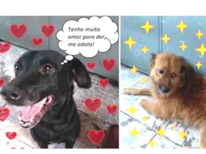 Cachorro raça SRD idade 4 anos nome Bebel e Nego Lindo