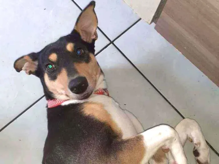 Cachorro ra a Srd idade 2 anos nome Menina