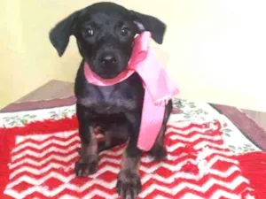 Cachorro raça Srd idade 2 a 6 meses nome Britney