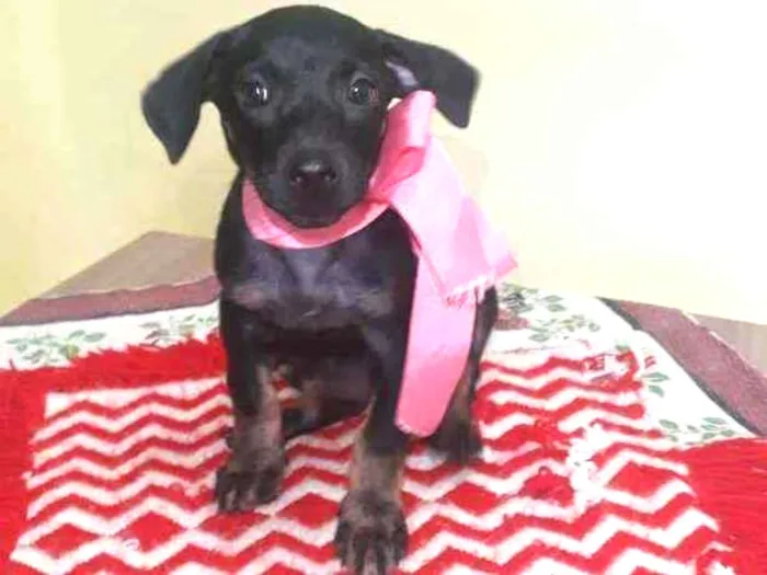 Cachorro raça Srd idade 2 a 6 meses nome Britney