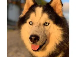 Cachorro raça Husky siberiano  idade 3 anos nome Lunna