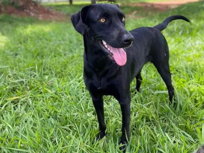 Cachorro ra a Vira lata idade 2 anos nome Pantera