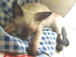 Gato raça SRD idade 2 a 6 meses nome Ricco