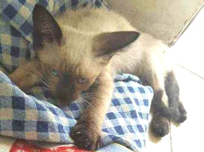 Gato ra a SRD idade 2 a 6 meses nome Ricco