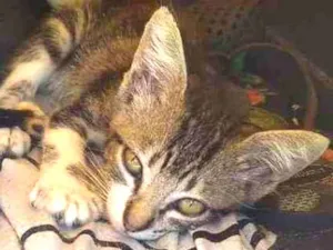 Gato raça SRD idade 2 a 6 meses nome Pérola 