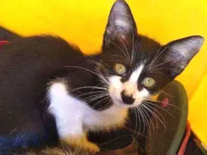 Gato raça SRD idade 2 a 6 meses nome Safira
