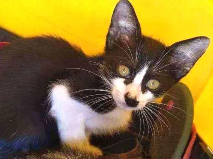 Gato ra a SRD idade 2 a 6 meses nome Safira
