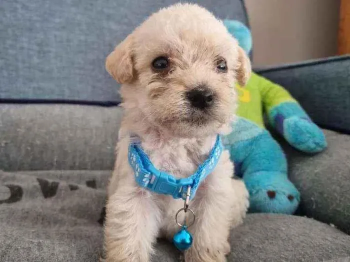 Cachorro raça SRD  idade Abaixo de 2 meses nome Jack 