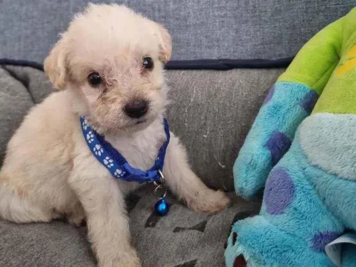 Cachorro raça SRD  idade Abaixo de 2 meses nome Tony 
