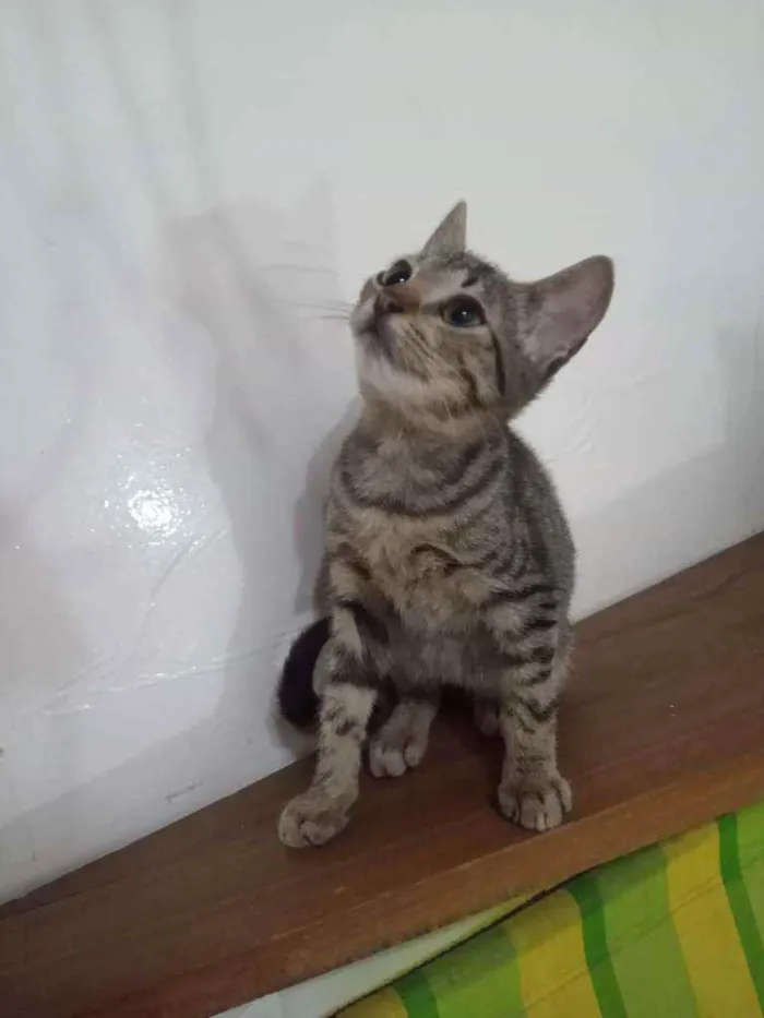 Gato ra a SRD idade 2 a 6 meses nome Pepito