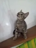 Pepito