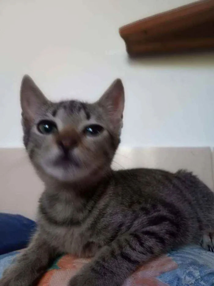 Gato ra a SRD idade 2 a 6 meses nome Pepito