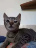 Pepito