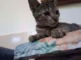Pepito