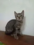 Pepito