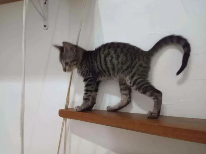 Gato ra a SRD idade 2 a 6 meses nome Pepito