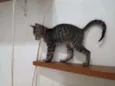 Pepito