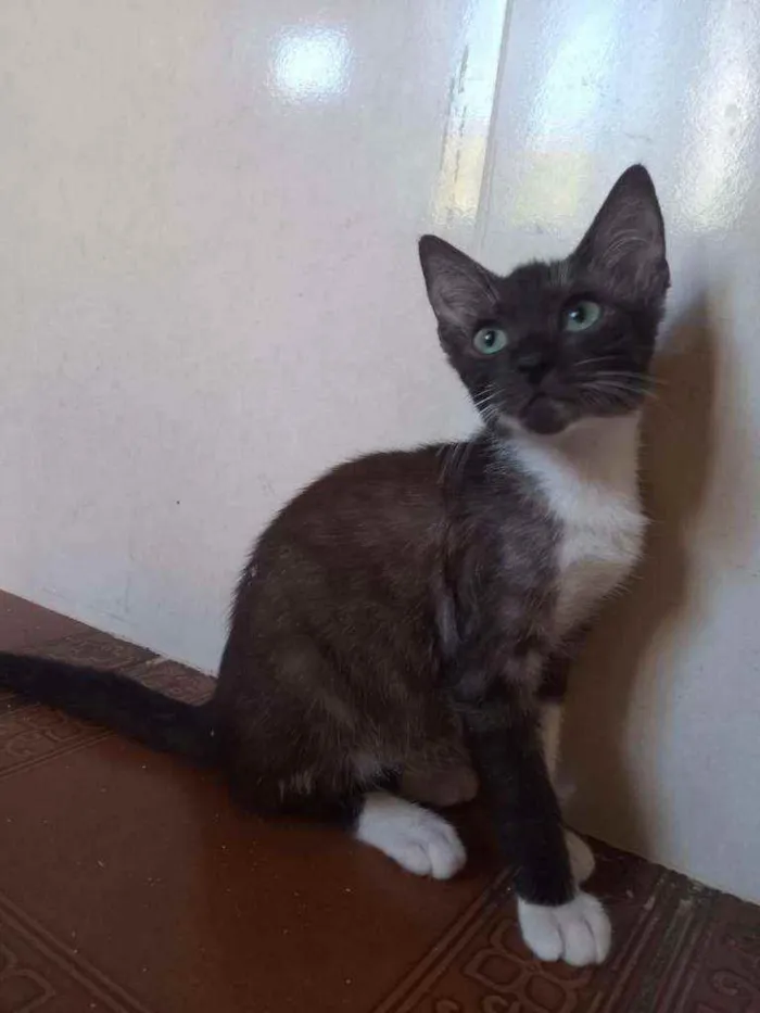 Gato ra a SRD idade 2 a 6 meses nome Fred