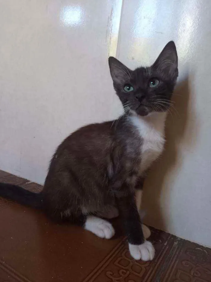 Gato ra a SRD idade 2 a 6 meses nome Fred